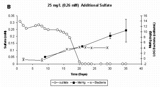 Figure 4 B. Dissolved Sulfate, Sediment Methylmercury, and  Bacterial Populations in Sediment Slurry Reactors. Error Bars for Methylmercury Represent One Standard Deviation for Duplicate Samples.  Error Bars for Bacteria Represent 95% Confidence Intervals.