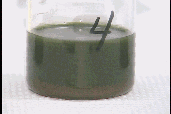 Figure 4-47 Photograph of a Salt Solution in a Glass Beaker Containing Permanganate after Addition of 0.01 M Seed Sr, 0.01 M Permanganate and 0.045 M Formate. This Photo was taken Prior to Mixing