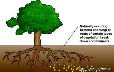 Vegetation Enhancement for Bioremediation