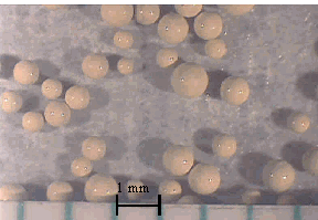 Figure 3. Unweathered (Left) GT73 Resins