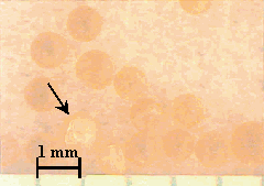Figure 4. CG8 Resin after (Right) Weathering 8 Months in Soil at 30 Degrees C. Arrows Point to Broken Resin Spheres.